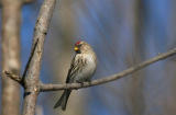   Sizerin flamm /  Common Redpoll