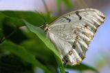 20060409_1917 White Morpho.jpg