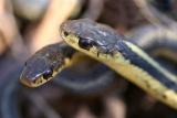  Couleuvre raye / Common Gartersnake