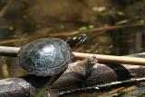   Tortue peinte / Painted turtle