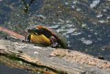  Tortue peinte / Painted turtle