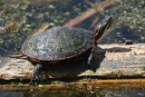  Tortue peinte / Painted turtle