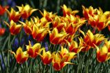 20060508_2544 tulipes.jpg