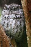   Petit Duc macul / Eastern Screech-owl