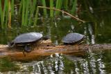  Tortue peinte / Painted turtle