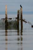 20060723_5107 Ste-Irenee cormorans.jpg