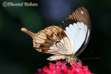 20080228_1138 Papilio dardanus.jpg