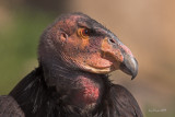 California Condor (Gymnogyps californicus)