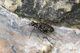 Western Red- bellied Tiger Beetle (Cicindella sedecimpuctata)