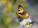 Hermes Copper (Lycaena hermes)