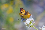 Hermes Copper (Lycaena hermes)