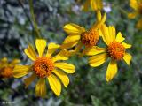 Encelia farinosa