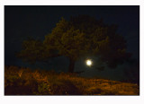 Pine ,moon and lamplight