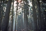 Grove Of Large Trees Along PCT Near Diamond Lake Area