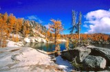 Golden Larch ,Blue Sky And White Snow Mix Together 