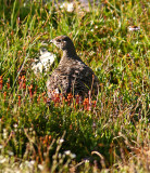 Female Blue Grouse Along Pacific Crest Trail ( Near Harts Pass )