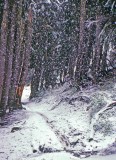 Hiking In Wet Fall Snow Around Chinook Pass Area