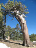 Twisted Tree Near Saddle Junction