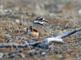 Mother  Killdeer  Roosting On Her Eggs.