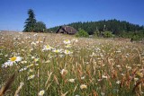 Daisies WIth  Morrells Old Barn ,,,