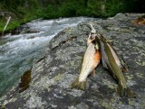 Entiat River Trout