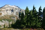 Sahale Glacier ANd Grove Of Stunted Trees