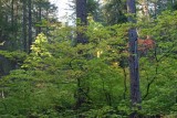 Vine Maple Of Bridge Creek Camp