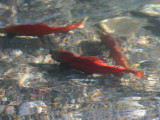 Spawning Kokanee In Stehekin River