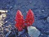 Snow Plant of the Sierras
