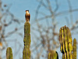 Eagle of the Desert.