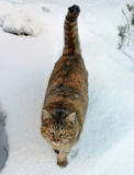  Molsons  Second  Resident ( Part Linx I Am Sure!!)