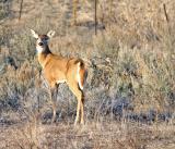 White Tail Deer.