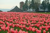 Pink tulips and Barn