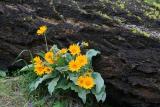 Yellow and Black ( Balsom Root )