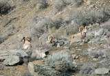  Three Rams At Rest ( Near Rocky Reach Dam)