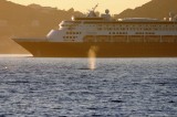  Cruise Ship Passing A Gray Whale