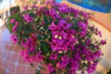  Feb. Colors In Baja
