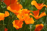  California Poppies Of Willow Point Park