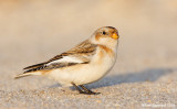 SnowBunting05c7648.jpg