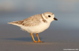 PipingPlover57c7004.jpg