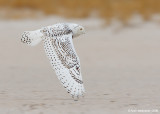 SnowyOwl07c8146.jpg