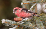 White-wingedCrossbill05c0429-1.jpg