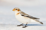 SnowBunting13c1565-1.jpg