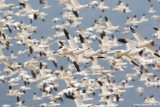 SnowGoose43c5982.jpg