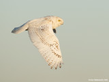 SnowyOwl13c0140.jpg