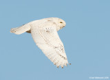 SnowyOwl19c0398.jpg