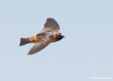 CliffSwallow01c2623.jpg