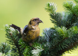 White-wingedCrossbill16c3101.jpg