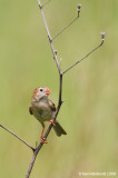 FieldSparrow01c4814.jpg