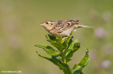 GrasshopperSparrow06c6030.jpg